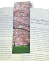 Bookmark, Cherry Blossoms, Portland, Oregon