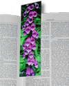 Bookmark, Foxglove , Neskowin, Oregon