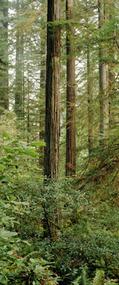 Tall trunks of the redwoods of northern California