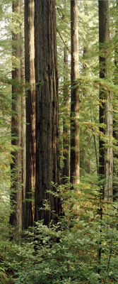 Tall trunks of the redwoods of northern California