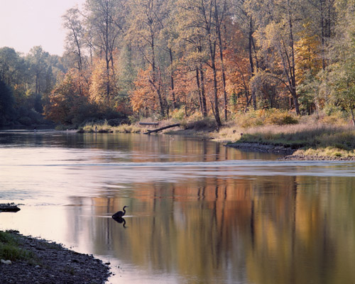 Fish are running along the Lewis River in southwest Washington.  A great blue heron (among others) is waiting for dinner.