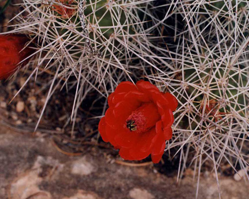 Color in the Utah desert