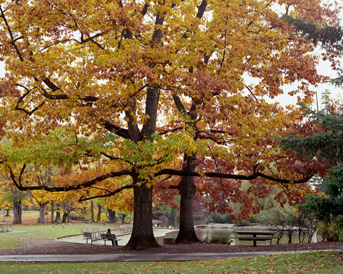 Autumn morning watching the ducks on Laurelhurst Pond