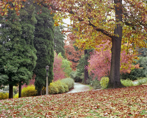 Oak leaves cover the grass near a path through Laurelhurst Park one autumn morning