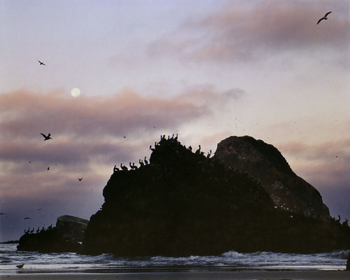 Brown pelicans and seagulls gathering to feed on spawning anchovies under the full moon.