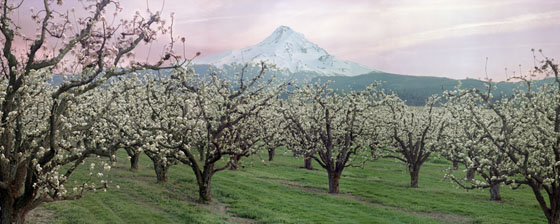 Pear Blossoms time Near Hood River and Mt Hood