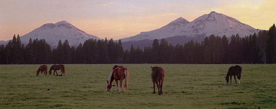 Horses grazing outside Sisters, Oregon