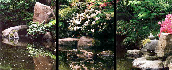 Spring blossoms around a pool in the Portland Japanese Garden