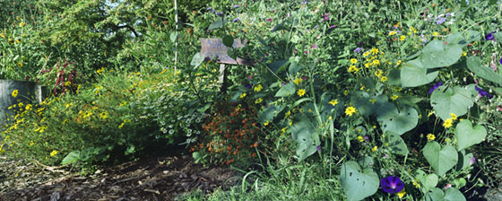 Summer flowers in a garden bed at McMenamin's Edgefield Manor in Troutdale