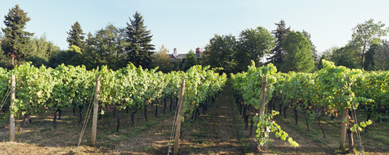 Vineyard at Edgefield near Portland