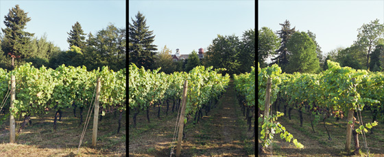 Late afternoon view of a vineyard at Mcmenamin's Edgefield near Portland