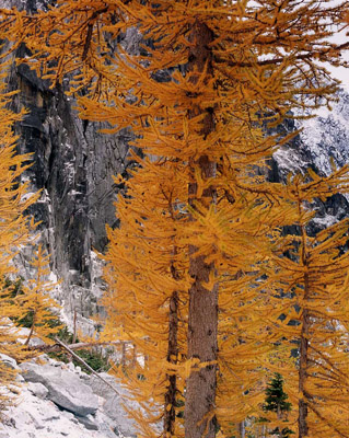 Autumn larch trees on the Enchantment Lakes Loop Trail, above Colchuck Lake