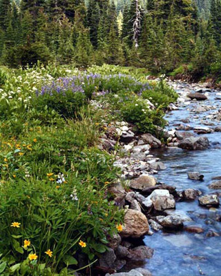 Wildflowers along Breitenbush Creek