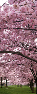 Japanese Cherry Trees at the Japanese-American Memorial Plaza at Waterfront Park in Portland,  Oregon. Every March,  the park along the Willamette River explodes with the color of the blossoms of spring. Photographers gather from far and wide to capture the spectacle. 