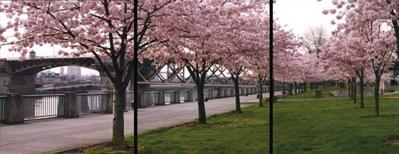 Japanese Cherry Trees at the Japanese-American Memorial Plaza at Waterfront Park in Portland,  Oregon.  Every March,  the park along the Willamette River explodes with the color of the blossoms of spring. Photographers gather from far and wide to capture the spectacle.
