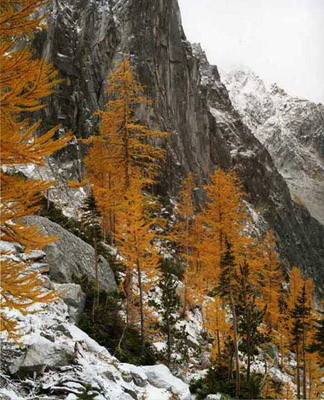 Autumn larch trees on the slopes of Dragontail Peak leading up to Aasgard Pass on the Enchantment Lakes Loop Trail, above Colchuck Lake. The larch (also called tamarack) is a conifer which loses it's needles every year. In some places,  entire hillsides turn golden in early October. 