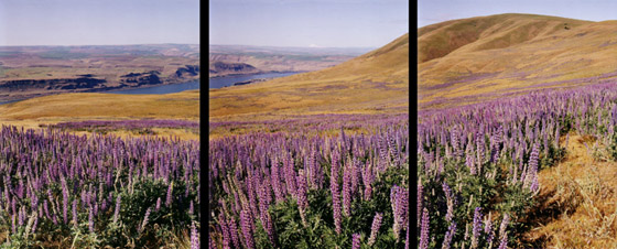 View of lupines,  Oregon and the Columbia River from the hills above Maryhill Museum. This is east of The Dalles near Goldendale.