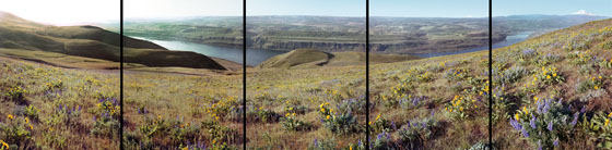 Balsam Root and Lupines above the Columbia River Near The Dalles