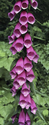 A common naturalized flower,  Digitalis Purpurea said to be worn by foxes to walk more quietly. The blossoms grow in profusion in openings along wooded hillsides of western Oregon and Washington.