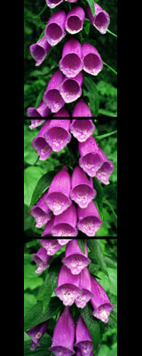 A common naturalized flower,  Digitalis Purpurea said to be worn by foxes to walk more quietly. The blossoms grow in profusion in openings along wooded hillsides of western Oregon and Washington.