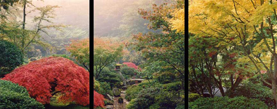 Maples on a foggy morning at the Portland Japanese Garden