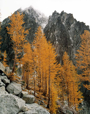 Autumn larch trees on the Enchantment Lakes Loop Trail, above Colchuck Lake