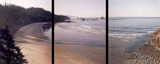 Watching the morning gulls in Ecola State Park Near Tillamook Head