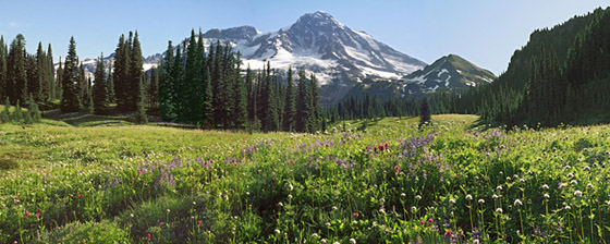 Mount Rainier from Indian Henry's Hunting Ground Meadow