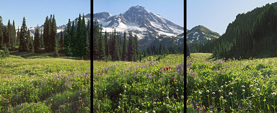 Mount Rainier from Indian Henry's Hunting Ground Meadow