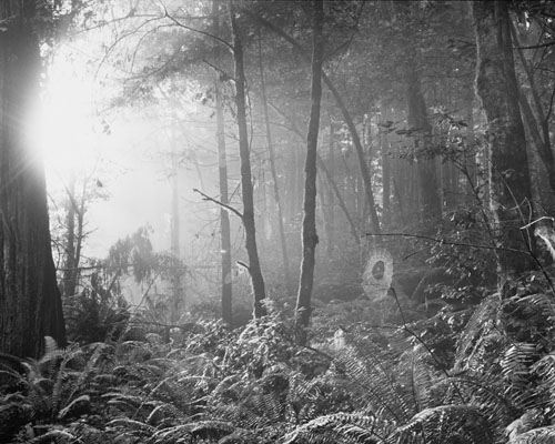 One foggy morning in the northern California redwoods,  I turned a corner to find a spider web caught in the glow of fading early morning fog.  I had to hurry to capture the scene,  but I ended up very happy with the result.