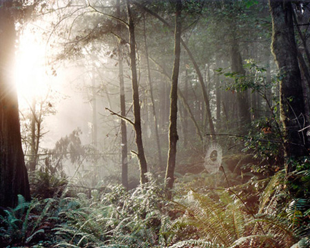 I captured this image among the redwoods of Grizzly Creek State Park east of Arcata,  California. The morning fog was lifting quickly as I came upon several spider webs caught in the morning sun. I had to hurry to get this before the moment was gone.