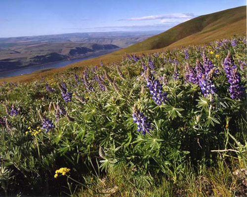 View of Oregon and the Columbia River above Maryhill Museum,  east of The Dalles, 
near Wishram