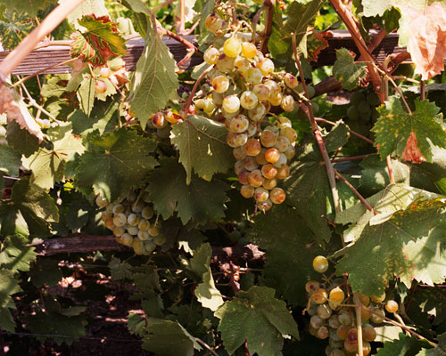 Grapes gracing a deck near Mendicino,  California