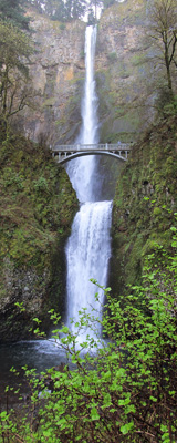 Multnomah Falls towering over verdant spring growth in the Columbia River Gorge.