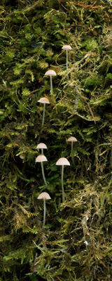 Little mushrooms growing from a moss covered stump