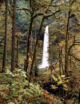 North Falls, one of many in Silver Falls State Park in Oregon