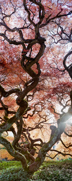 A pair of gorgeous old Japanese Laceleaf Maples grow with intertwined branches reaching for the sky. This was shot with three negatives on my Rollei SL66. My camera was pointing straight up on the top shot.