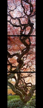 A pair of gorgeous old Japanese Laceleaf Maples grow with intertwined branches reaching for the sky. This was shot with three negatives on my Rollei SL66. My camera was pointing straight up on the top shot.