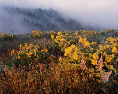 Early morning mist above Rowena Point in the Columbia River Gorge