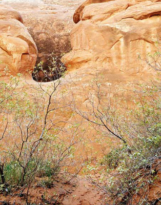 Slot Canyon in the desert