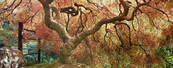 An autumn view of an 100+ year old Japanese Laceleaf Maple tree in the Portland Japanese Garden. The twisting branches and colorful leaves really set this off!
