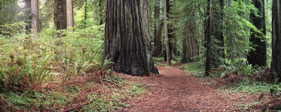 Forest glade in the redwoods of northern California