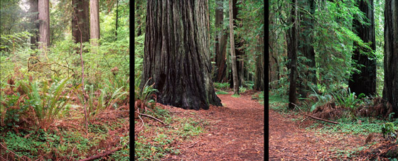 Forest glade in the redwoods of northern California