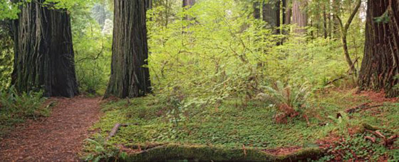 Forest glade in the redwoods of northern California