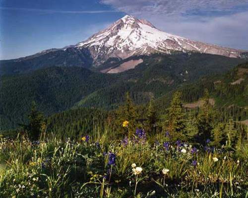 Mount Hood from Zigzag Ridge