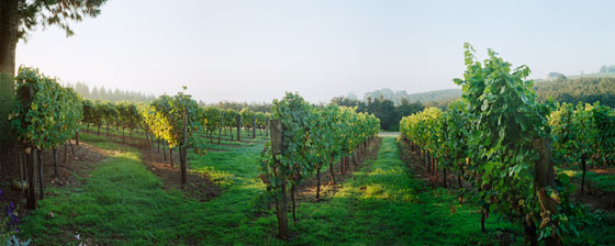 Early morning view of a vineyard near McMinnville,  Oregon.