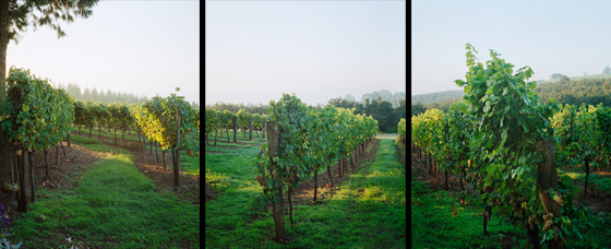 Early morning view of a vineyard near McMinnville,  Oregon. This image was captured on three separate negatives.