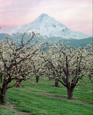 Pear Blossoms time Near Hood River and Mt Hood