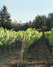 Late afternoon view of a vineyard at Mcmenamin