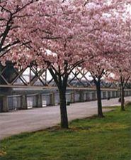 Japanese Cherry Trees at the Japanese-American Memorial Plaza at Waterfront Park in Portland,  Oregon.  Every March,  the park along the Willamette River explodes with the color of the blossoms of spring. Photographers gather from far and wide to capture the spectacle.
